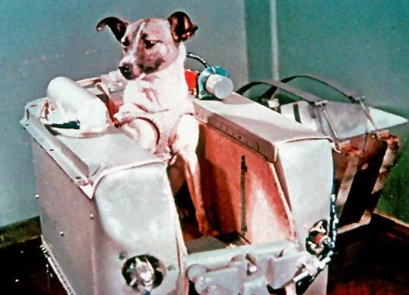 Η τραγική αλήθεια που έκρυψαν οι Σοβιετικοί για τη Λάικα, το πρώτο σκυλί στο διάστημα